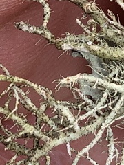 Usnea flavocardia