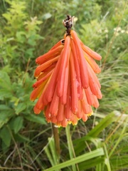 Kniphofia triangularis