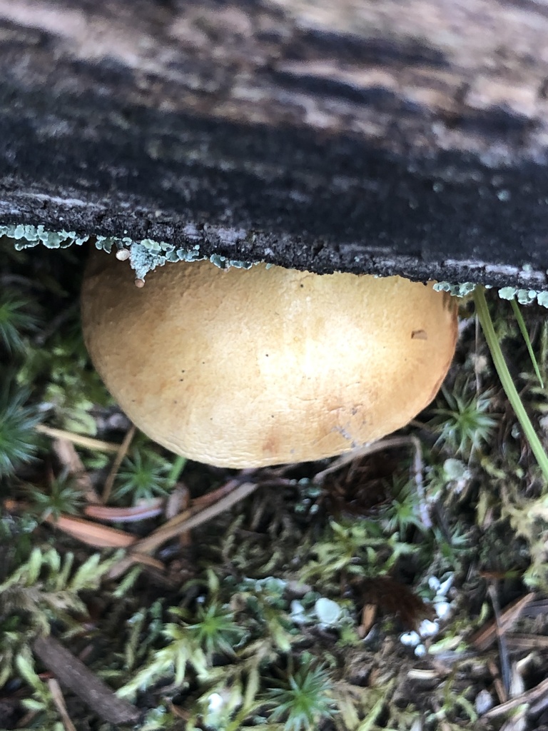 Peppery Bolete from Apache County, US-AZ, US on August 30, 2023 at 11: ...