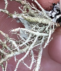 Usnea flavocardia