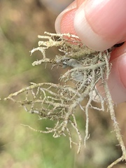 Usnea flavocardia