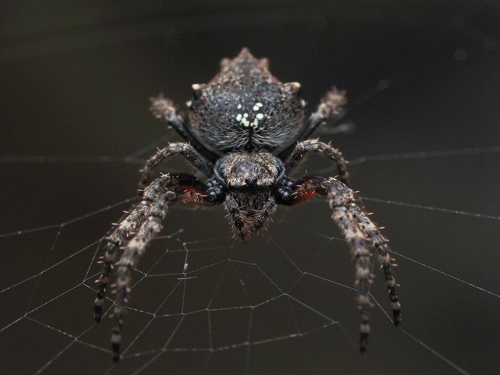 Socca pustulosa