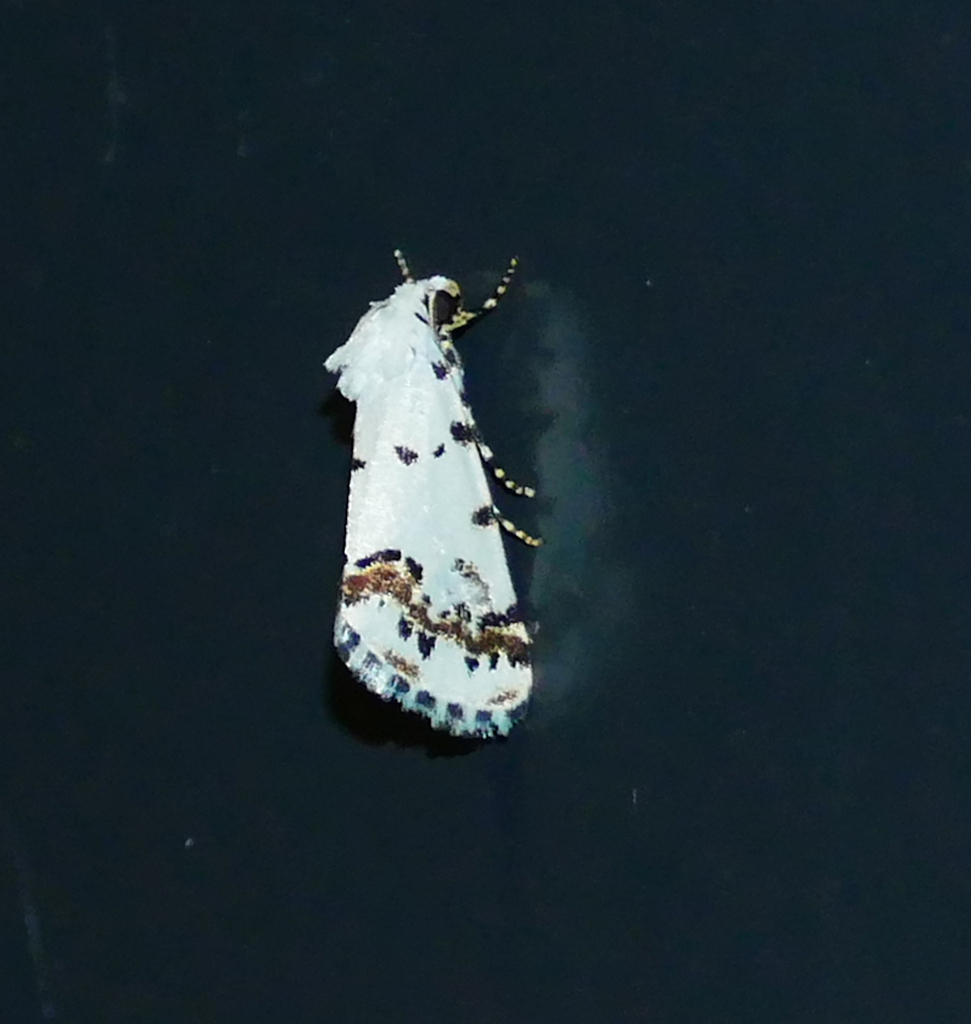 Grotella tricolor