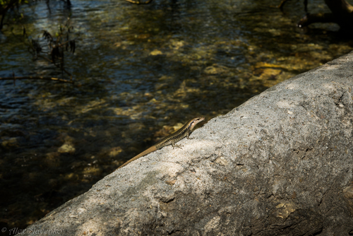 Emoia atrocostata observed 2015-09-01