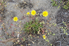 Agoseris apargioides