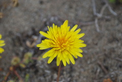 Agoseris apargioides