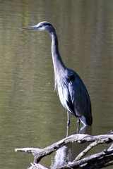 Ardea herodias