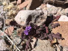 Phacelia bombycina