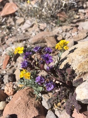 Phacelia bombycina