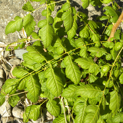 Koelreuteria paniculata