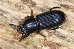 Odontotaenius