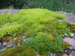 Racomitrium ericoides