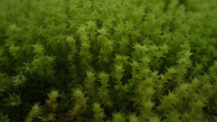 Racomitrium ericoides