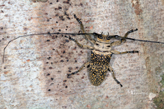 Lochmaeocles pulcher