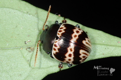 Platyphora fulvicornis