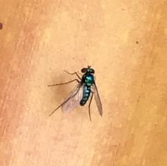 Condylostylus armipes