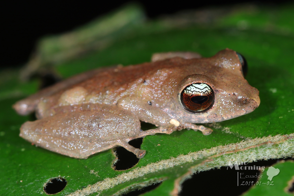 Reticulated-Eyed Robber Frog