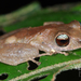 Pristimantis matidiktyo - Photo (c) MaoMorning Yip, some rights reserved (CC BY-NC), uploaded by MaoMorning Yip