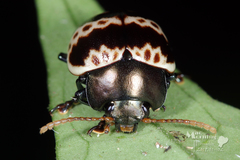 Platyphora fulvicornis