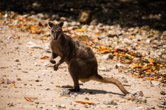 Grey Dorcopsis photo 3