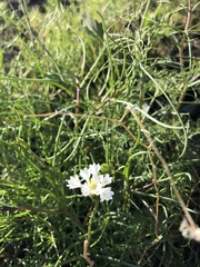 Chaenactis fremontii