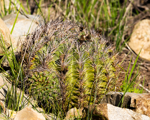 Eriosyce curvispina