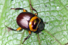 Canthon luteicollis