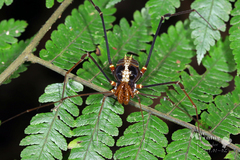 Gonyleptoidea