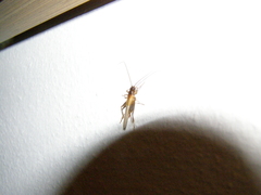 Stenonemobius gracilis