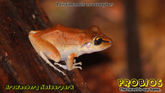 Pristimantis zeuctotylus