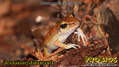 Pristimantis zeuctotylus