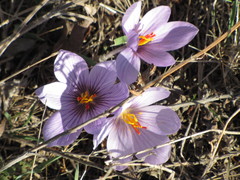 Crocus pallasii