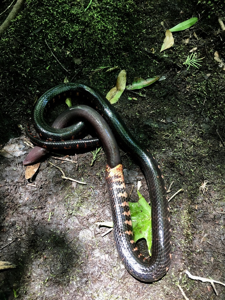 Two-toed Amphiuma in May 2017 by andrewscarpulla. Mudsnake eating a two ...