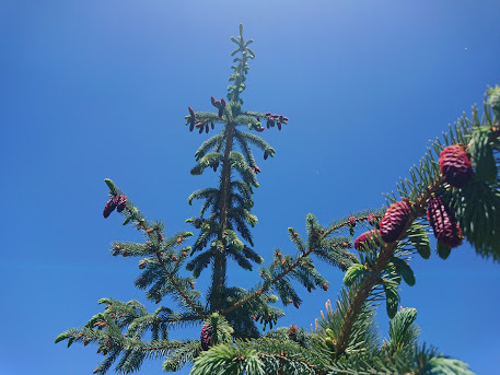 Engelmann spruce (Picea engelmannii)