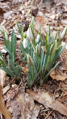 Galanthus nivalis
