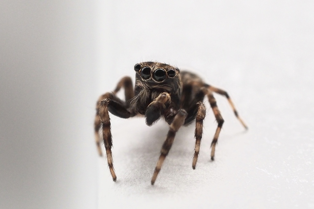Gedea okinawaensis