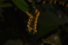 Stelis immersa