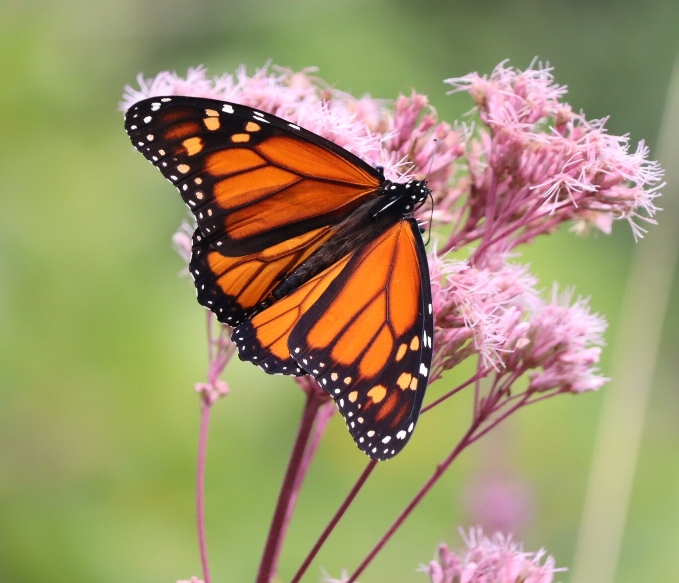 Monarch Migration in Ontario/Migration du monarque en Ontario ...