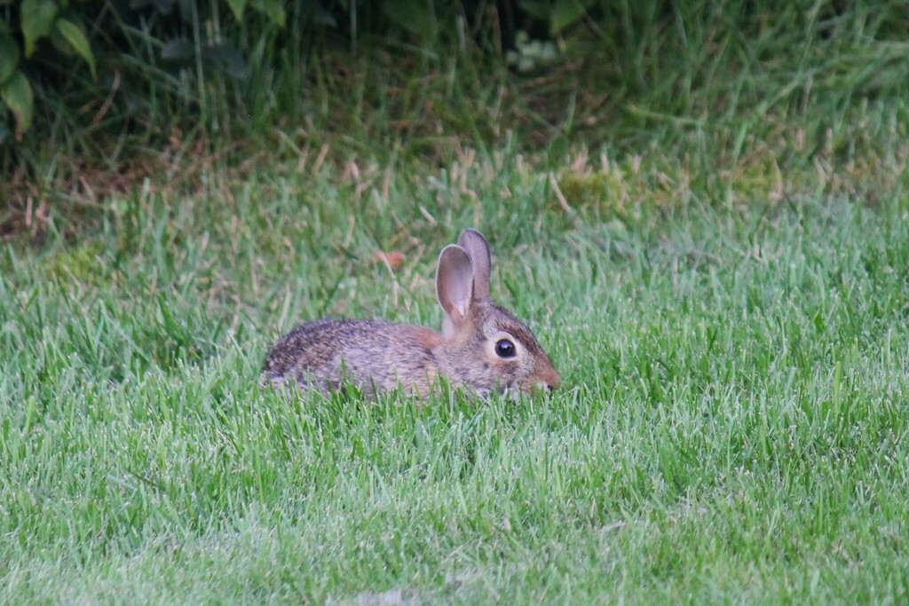 Eastern Cottontail from Circle Pines, MN 55014, USA on August 29, 2023 ...