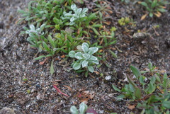 Hesperevax sparsiflora