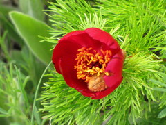 Paeonia tenuifolia