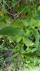 Senecio rufiglandulosus