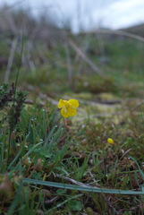 Hesperomecon linearis