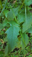 Senecio rufiglandulosus