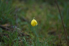 Hesperomecon linearis
