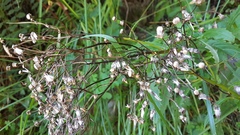 Senecio rufiglandulosus