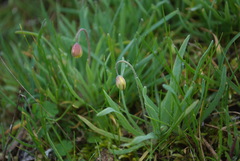 Hesperomecon linearis