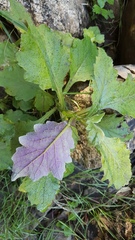 Senecio rufiglandulosus