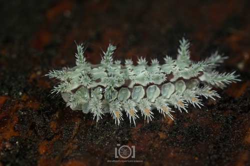 Spiny oak-slug moth