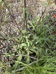 Dimorphotheca sinuata